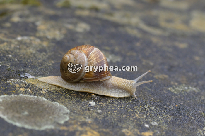 Escargot de Bourgogne (Helix pomatia) - gryphea.org